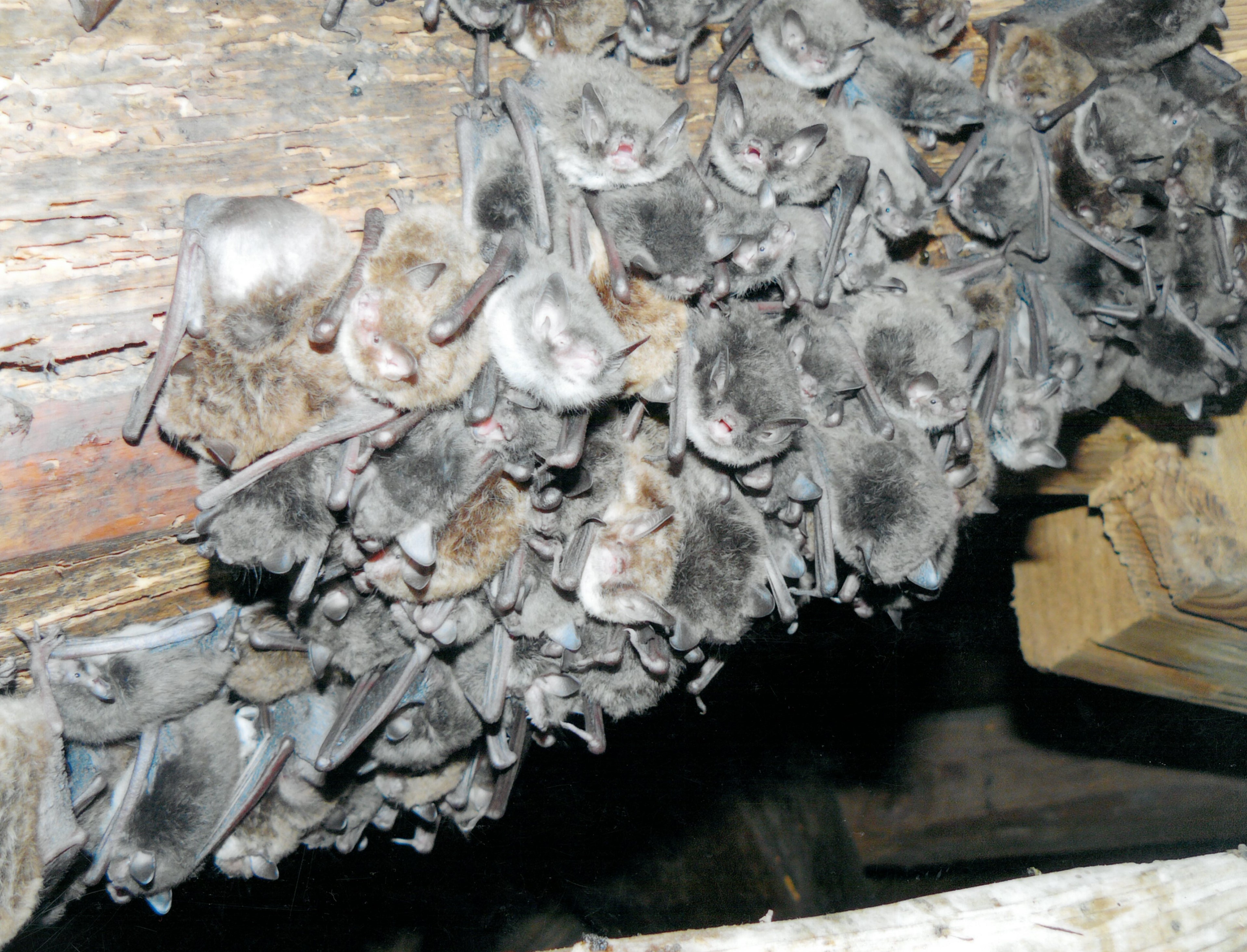 Wasserfledermaus Wochenstube WDB